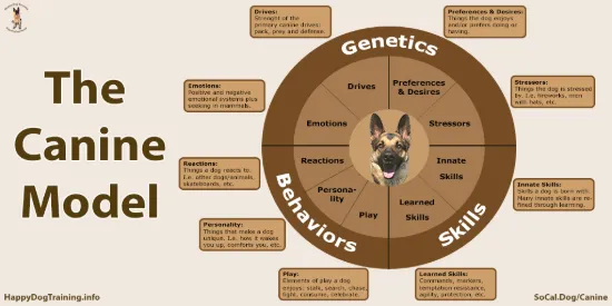 Picture of Dog Training & Canine Behavior Psychology
