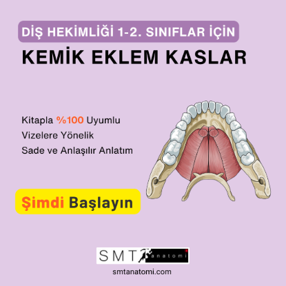 Diş H. 1-2'ler için Kemik-Eklem-Kas resmi