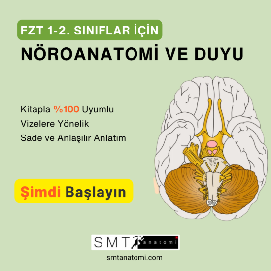 FZT 1-2'ler için Nöroanatomi ve Duyu resmi
