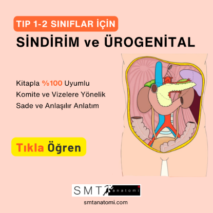 Tıp 1-2'ler için Sindirim ve Ürogenital resmi