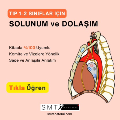 Tıp 1-2'ler için Solunum ve Dolaşım resmi
