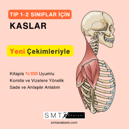 Tıp 1-2'ler İçin Kaslar resmi