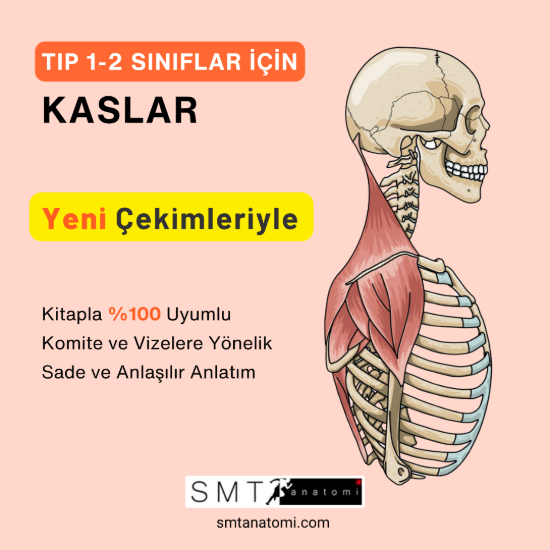 Tıp 1-2'ler İçin Kaslar resmi